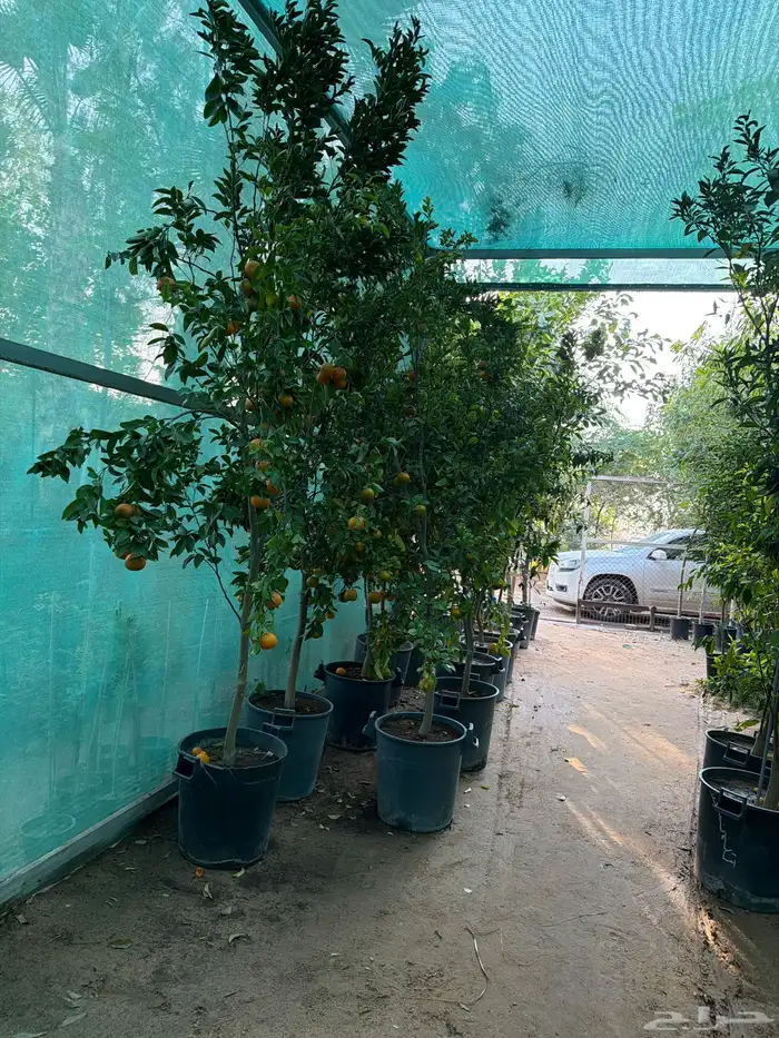 حمضيات بجميع انواعها 0