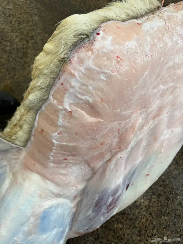 حاشي بلدي من البر  إليكم عمره (8) والطعم تحدي لا يفتك العرض 2