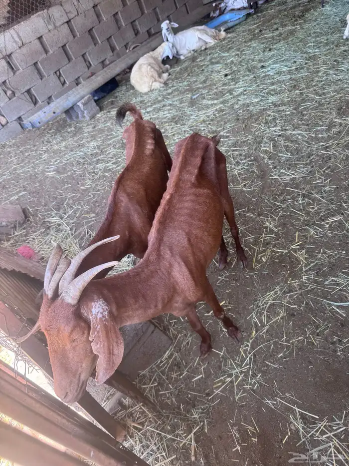 غنم دهم العدد2 0