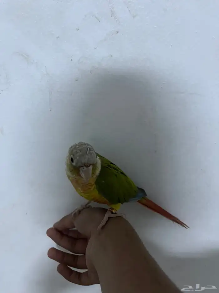 كنيور أليف 0