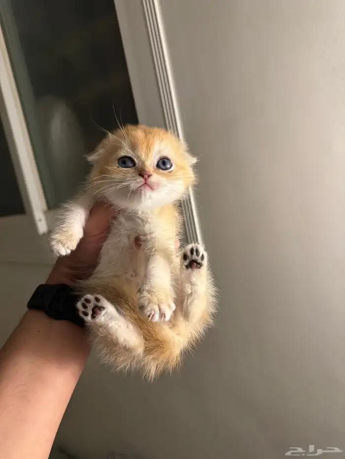 ذكر سكوتش فولد بيور للبيع 4