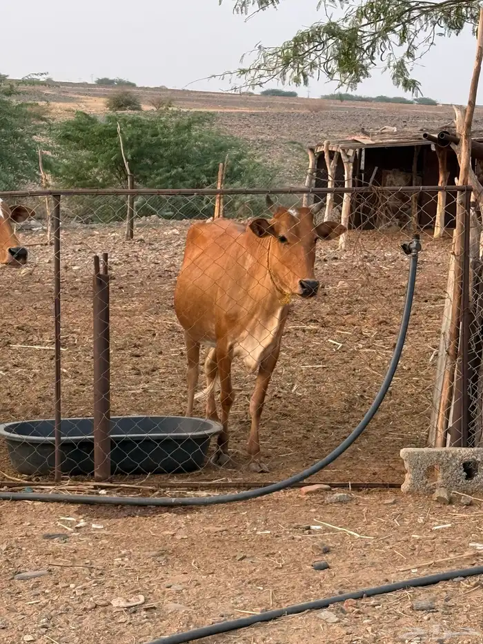 بقره دافع للبيع 1