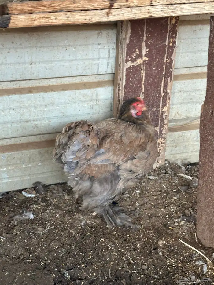 طقم دجاج براهما وديك 7