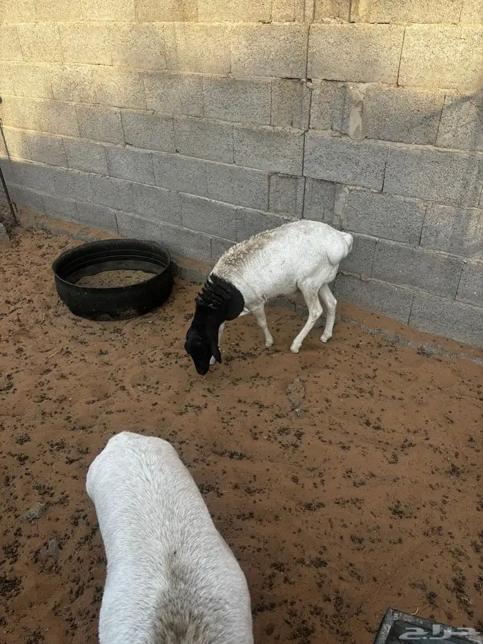 برابر للبييع 0