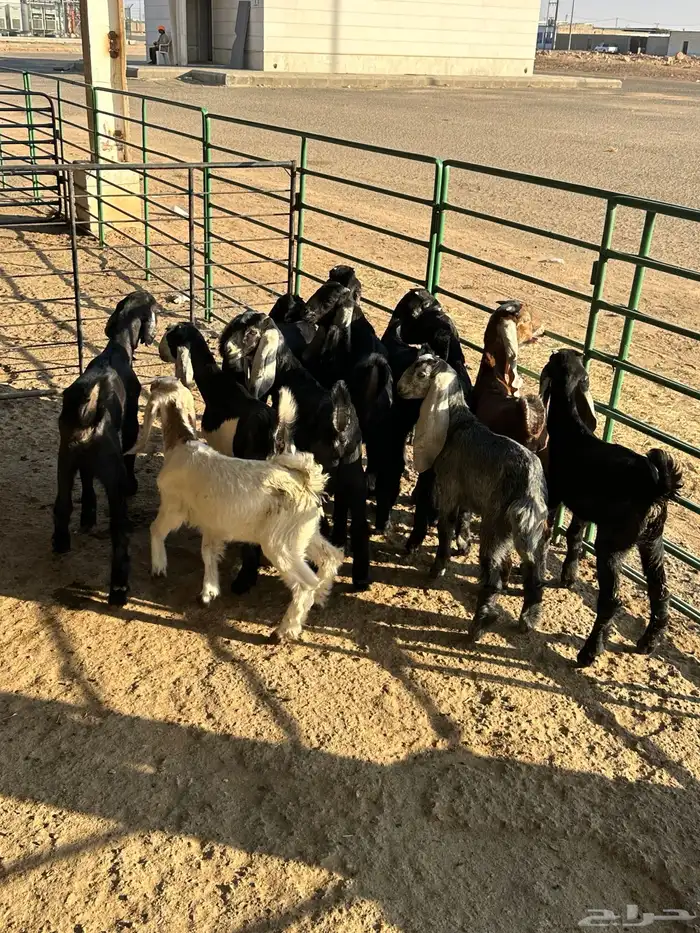 معزا مواليد 7حدرها 13 8