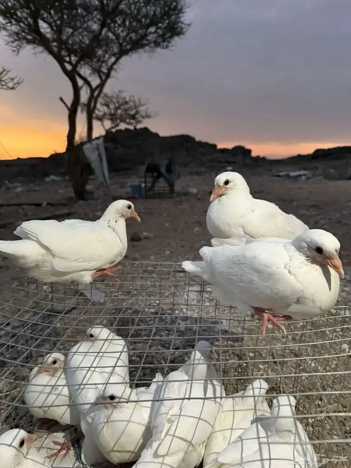 زغاليل فرنسي شرط مشروط نظافه 1