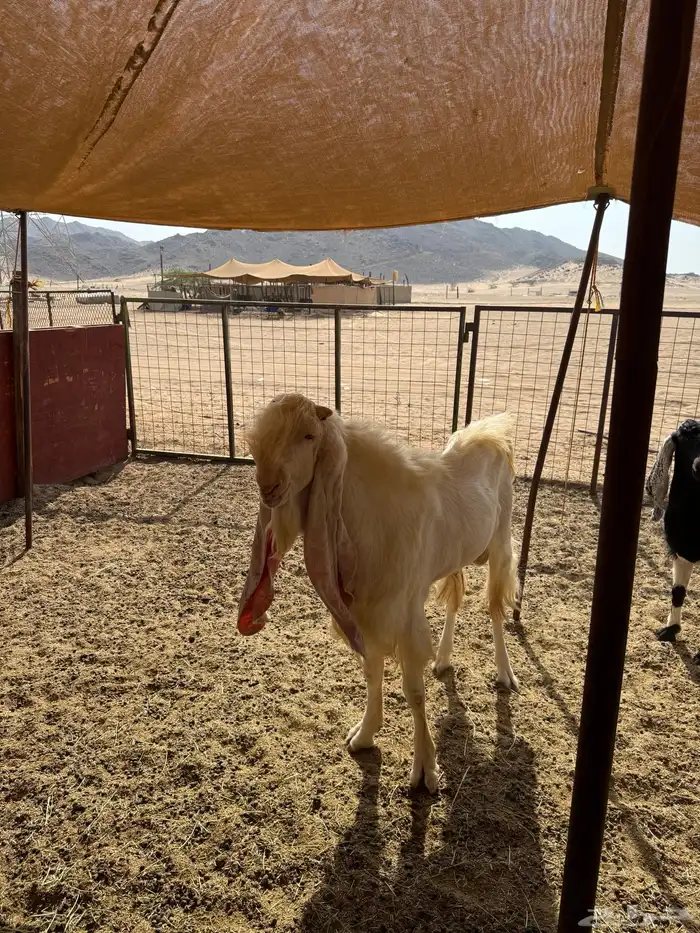 للبيع تيس فحل هولندي مشروط 1