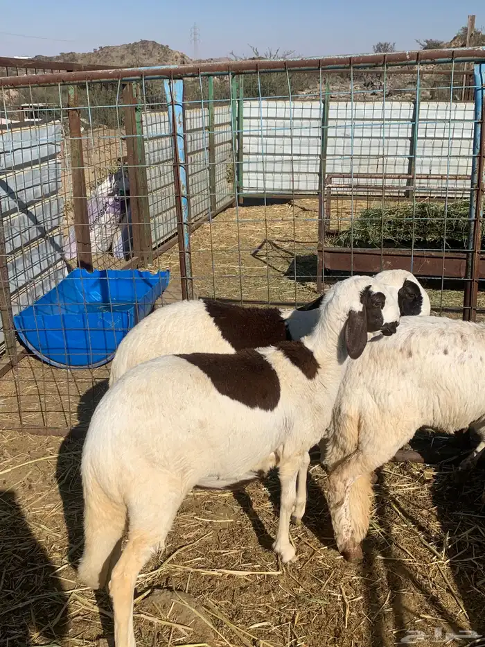 رخال سواكن تيلاد اعمار اربع لخمس شهور 4