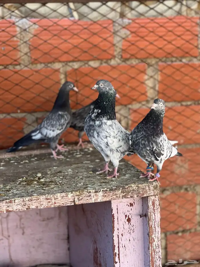 حمام بكساتني 2