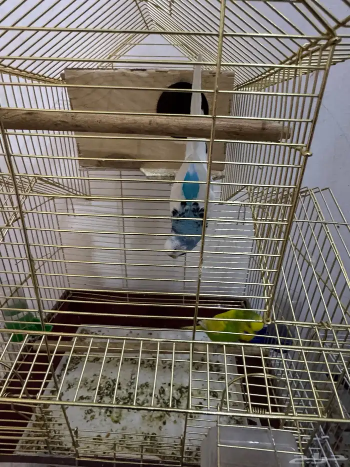 طيور الحب بادجى و روز للبيع 4