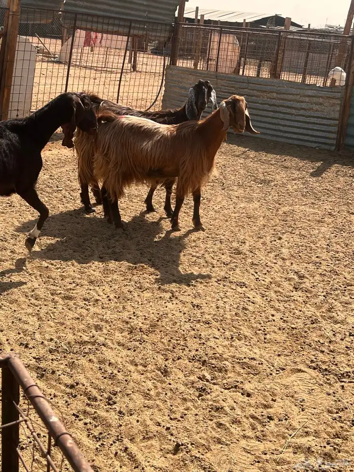 معزا متابيع 8 معها 16 6