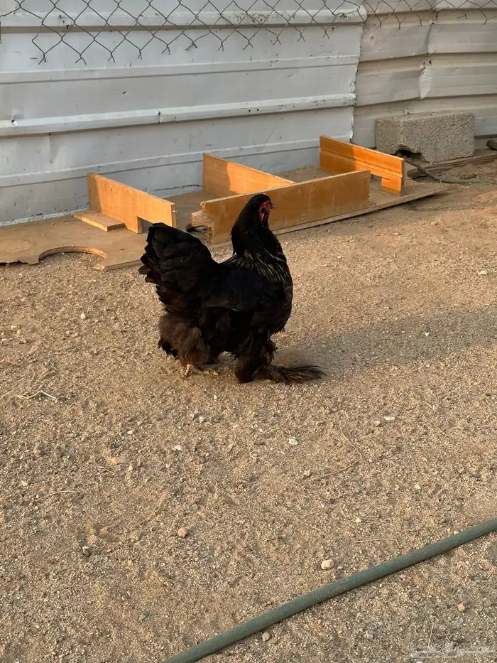 طقم دجاج براهما وديك 10