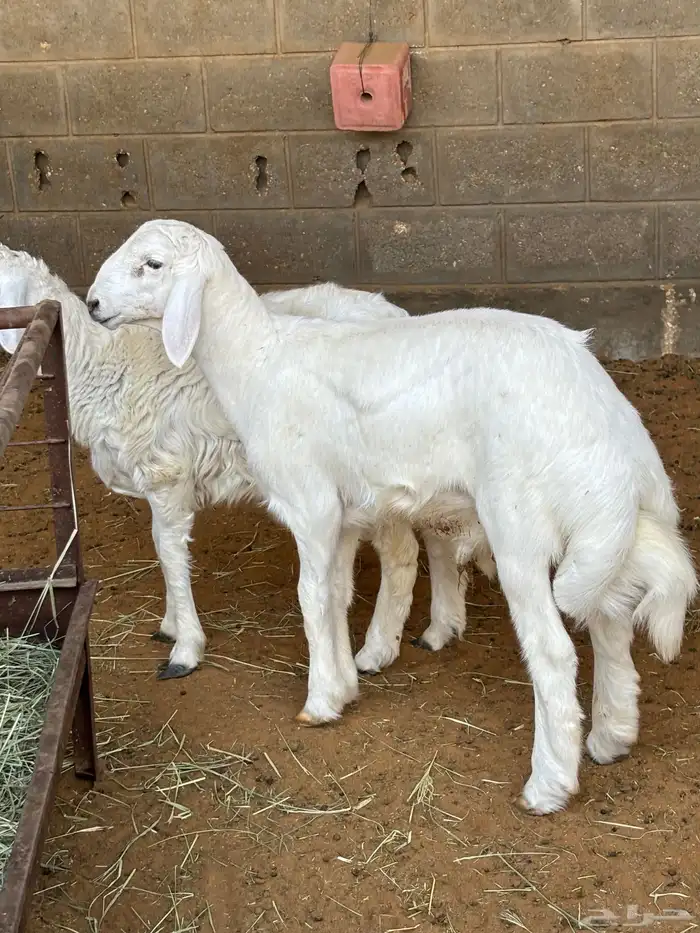 حري مشروع فحل 1