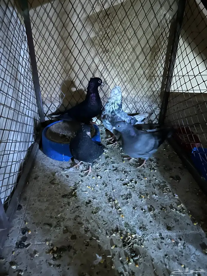 حمام قطيفي 0