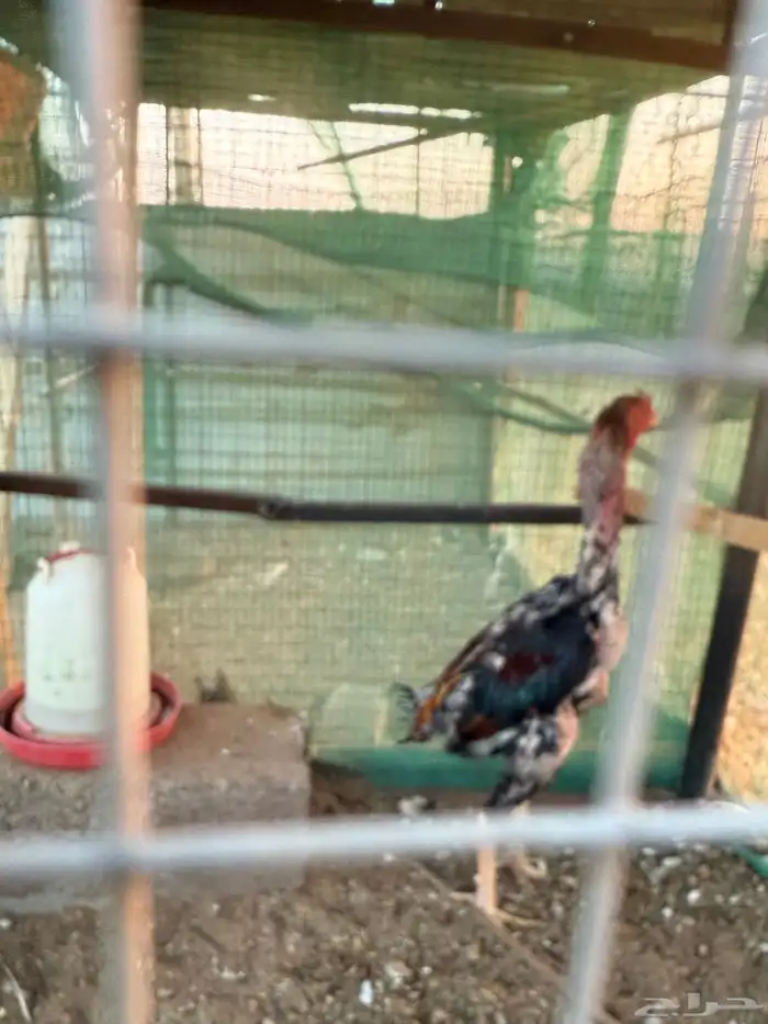 دجاج شامو ياباني 2