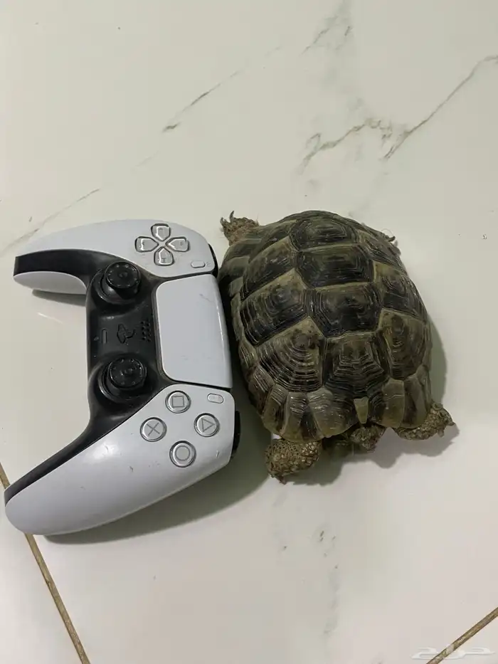 سلحفاة - سلاحف 3