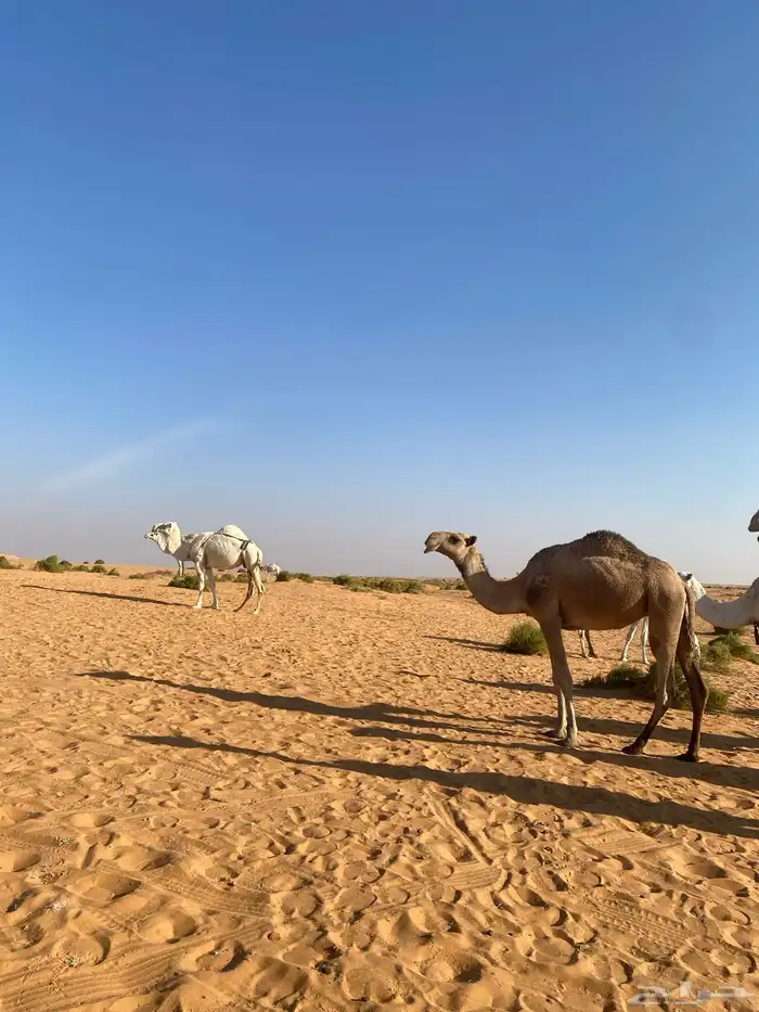 ابل للبيع 16