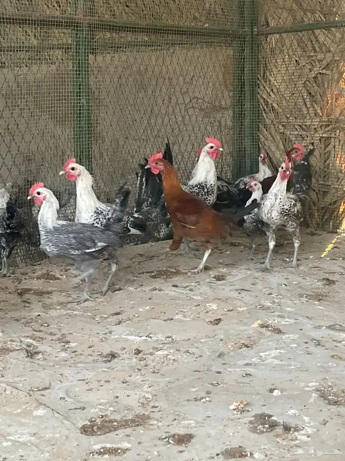 ديوك بلدي وفيومي 2