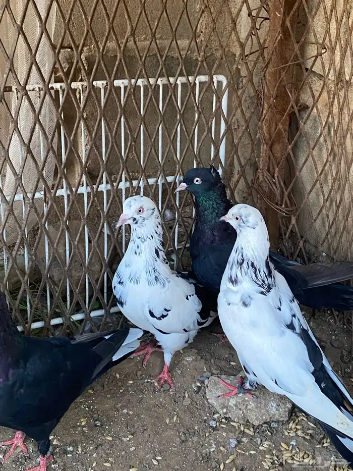 مطلوب حمام قطايف اجواز او فرايد 3