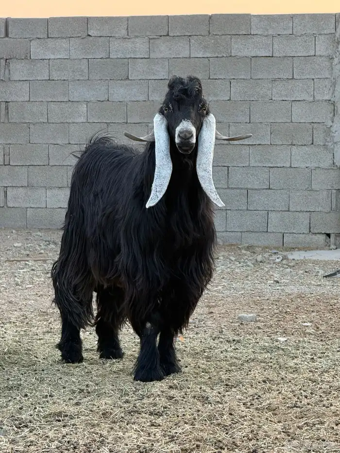 تيس عارضي صنف مشروط 1