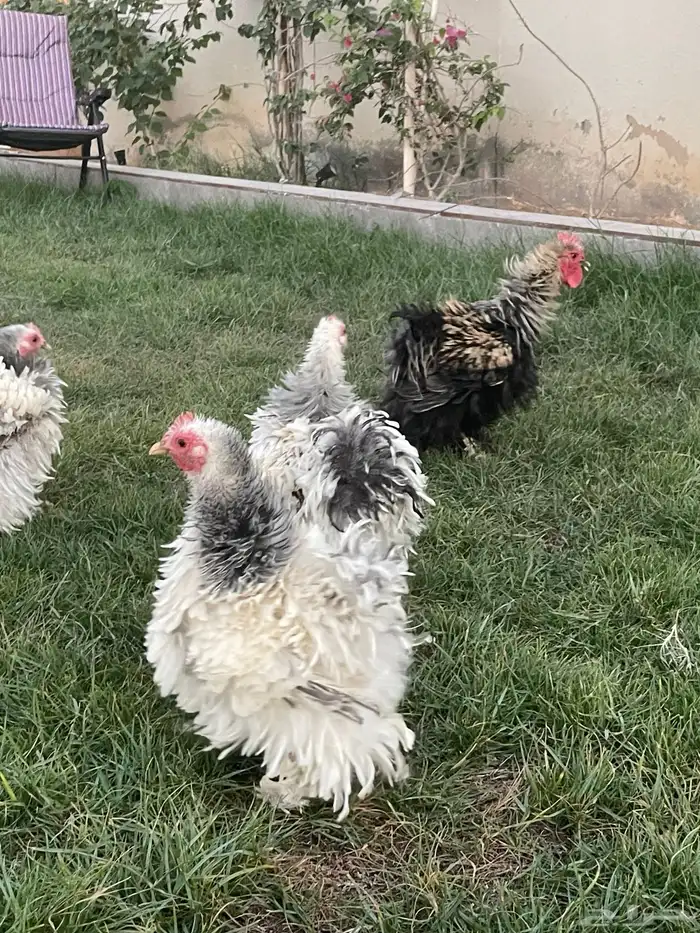 اطقم دجاج كوشن 3