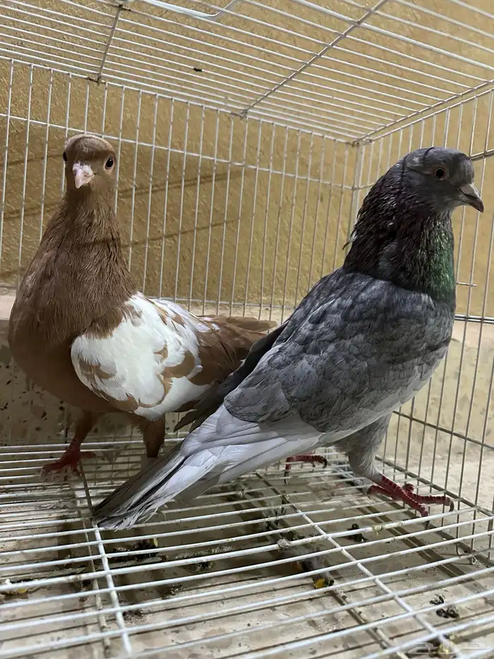 حمام قطيفي 2