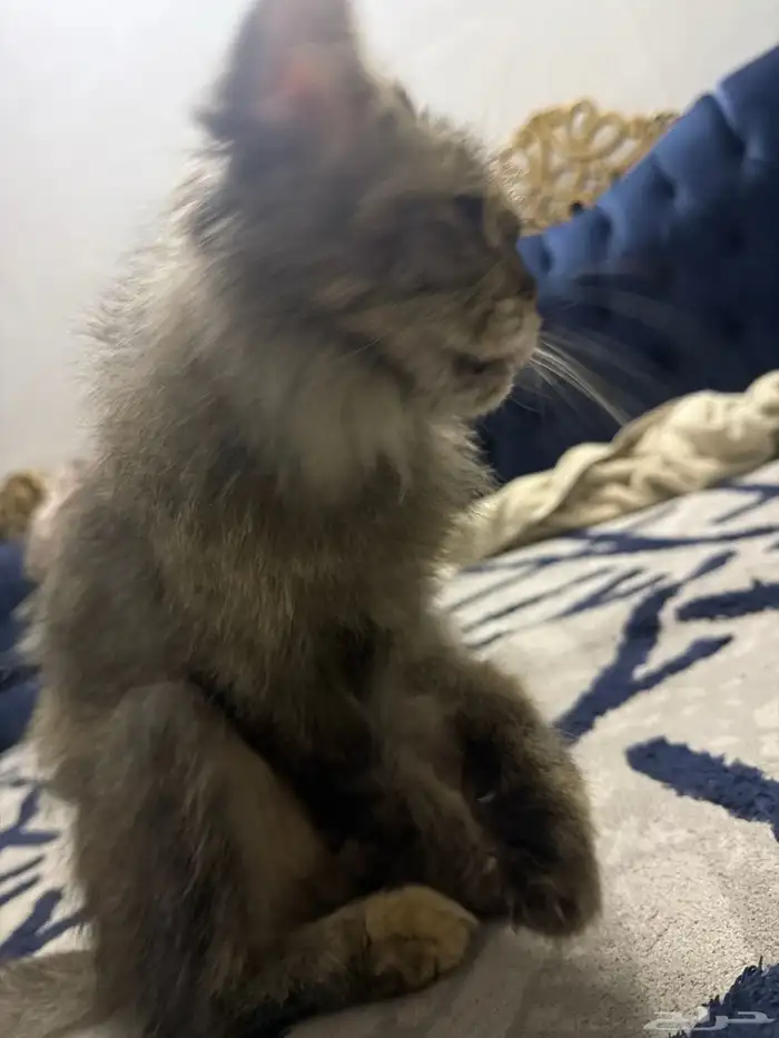 قط لتبني يحتاج عنايه لقيته مرمي بالشارع الي صامل يتواصل 1