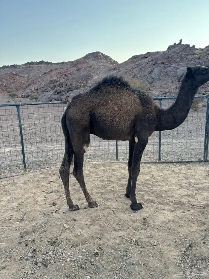 قعدان للبيع 1