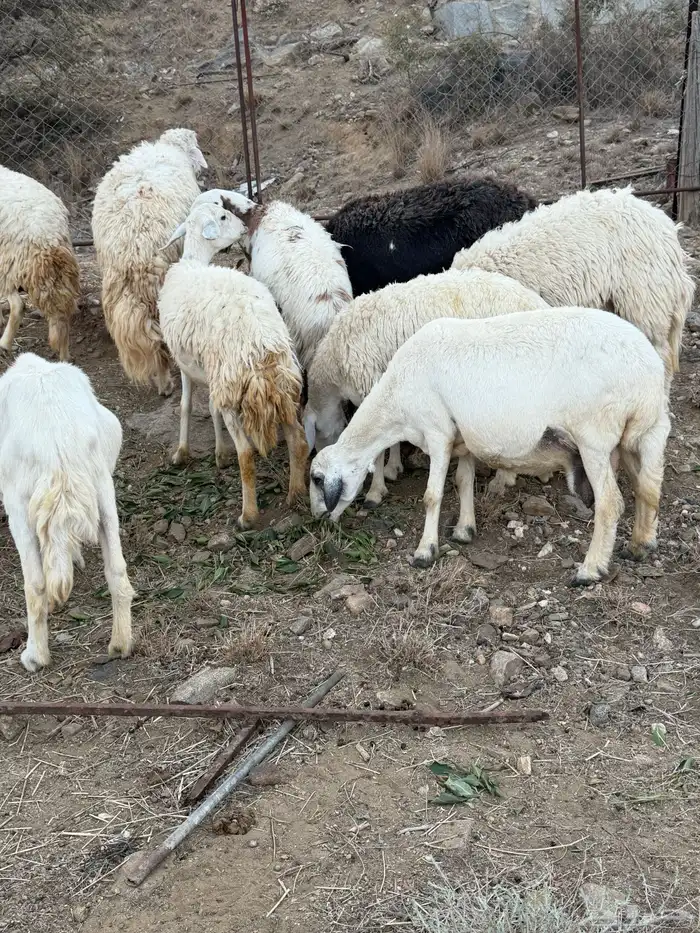 مقاني مراح واحد 0