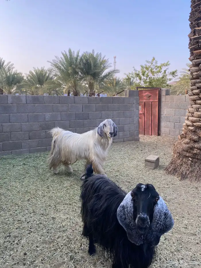 فحل معزا حار جدا 1