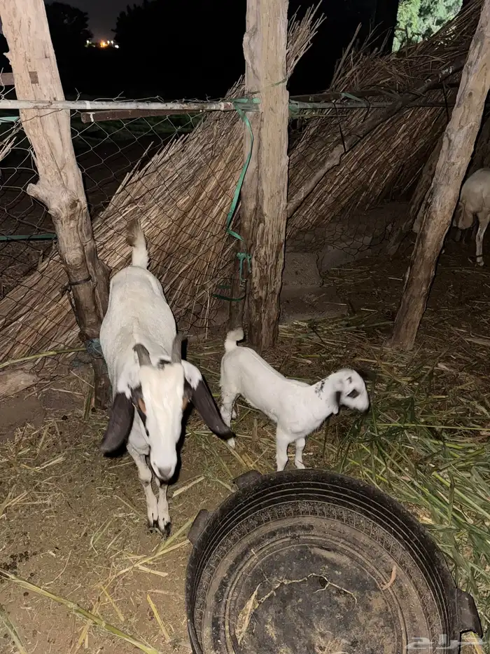 عنز بيشيه سنها جدع مطلع ثني تحتها جفره 1