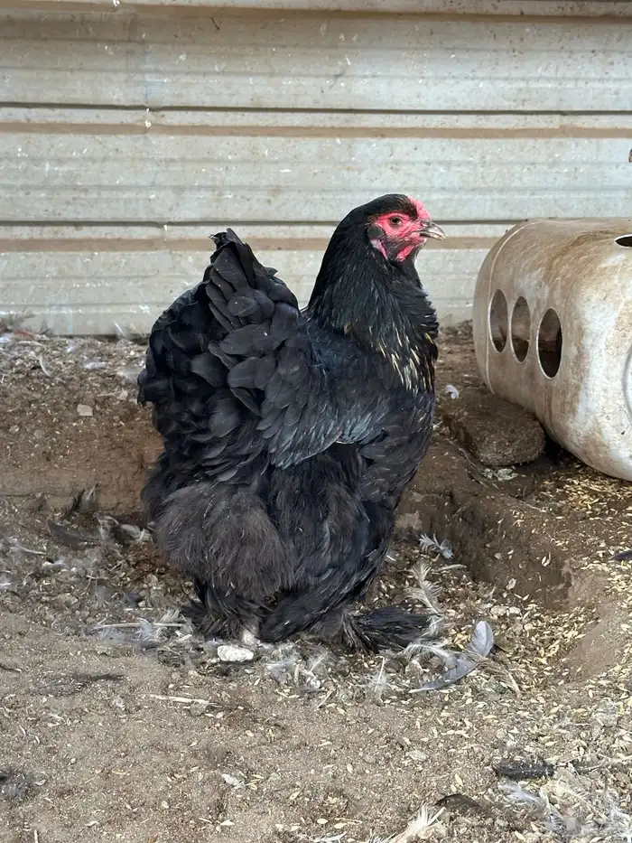 طقم دجاج براهما وديك 9