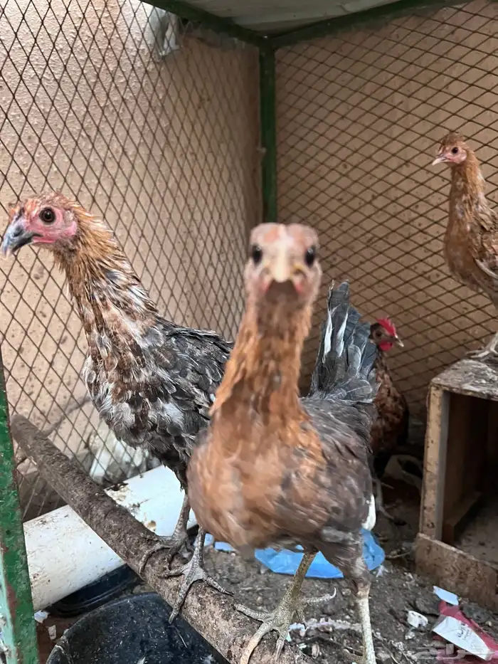 4 دجاجات وديك للبيع 1