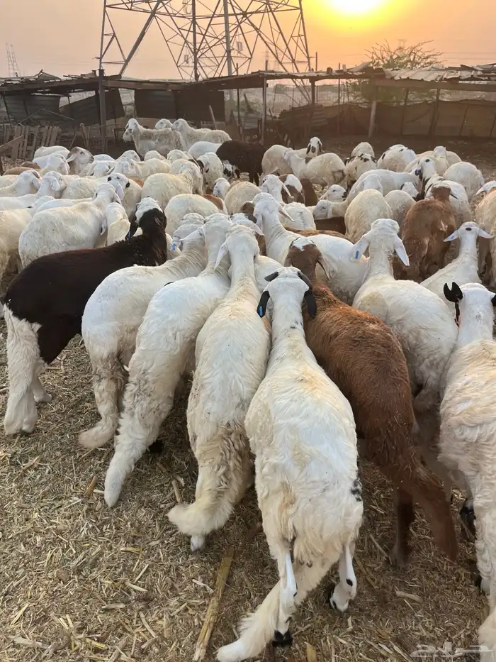 سواكن تربيه 2