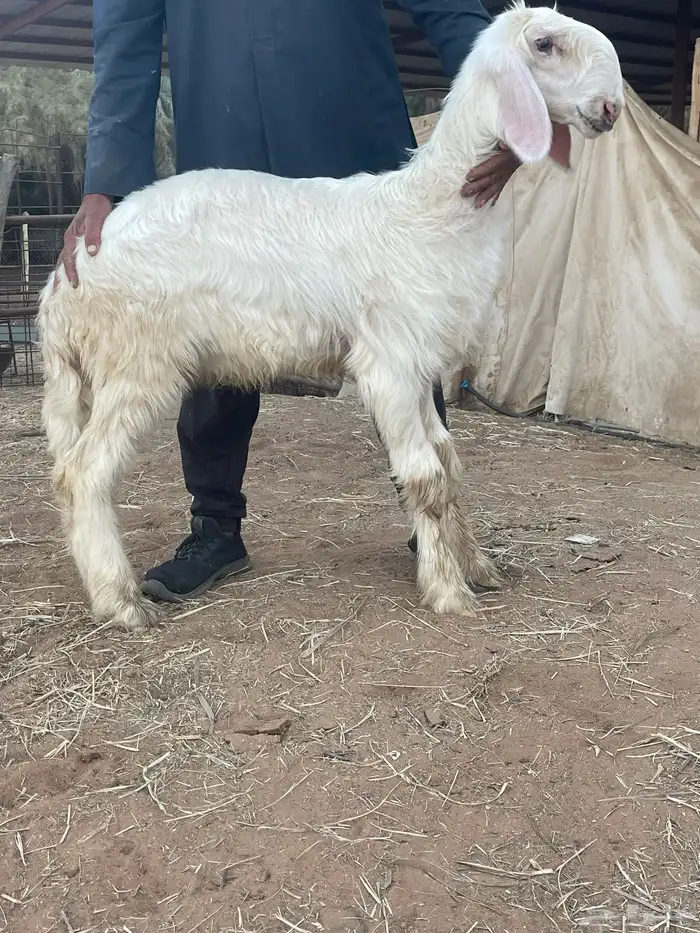 رخل على الخطين 0