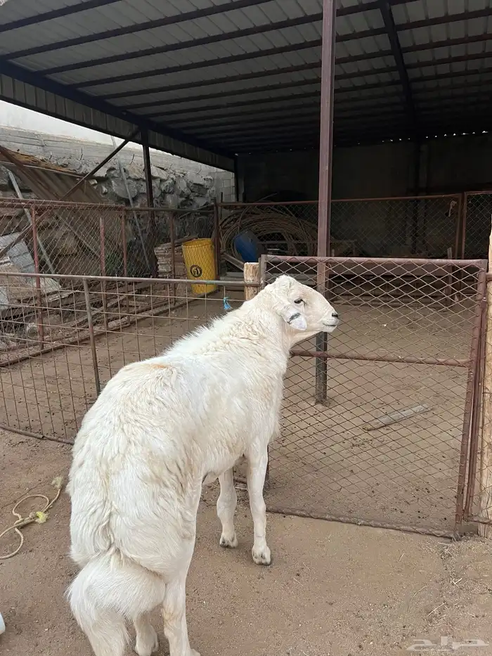 فحل ضان كفو 0