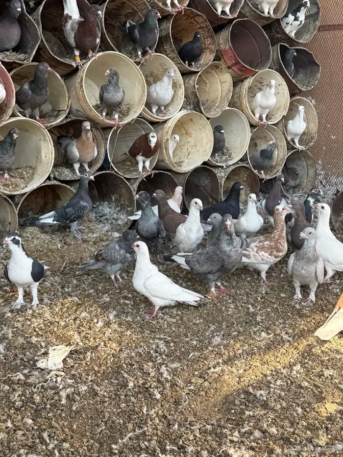 فواخر الحمام الخشن السوري 4