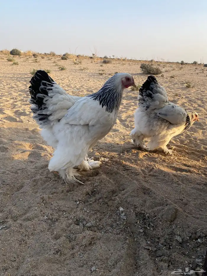 دجاج كولومبي 2