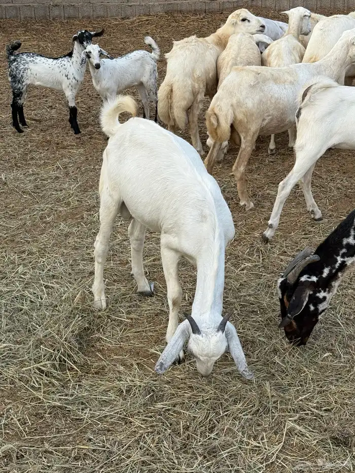 تيس وكبش البيع 2