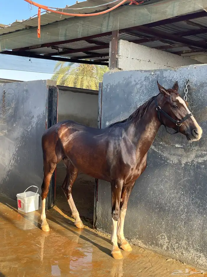 فرس شعبيه لقاح 0