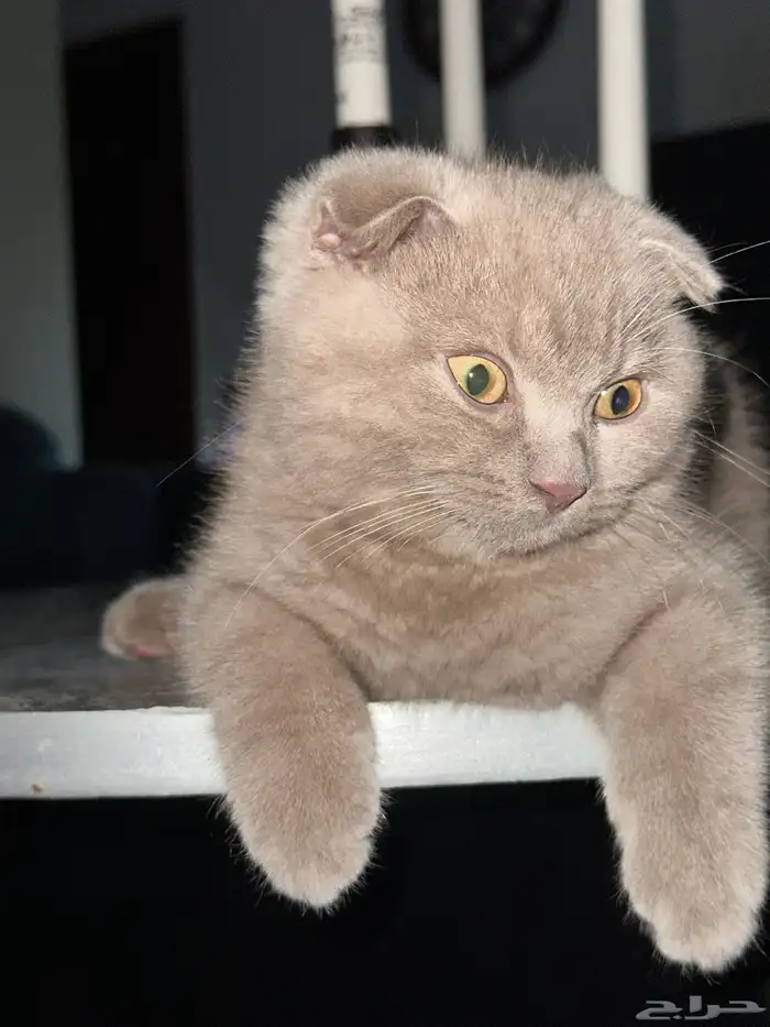 سكوتش فولد للبيع 2