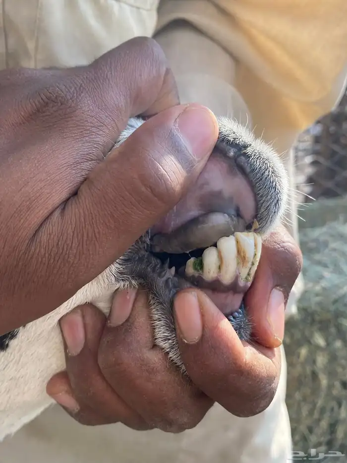 نعاج حبص متاويم 2 تحتهن 4 22