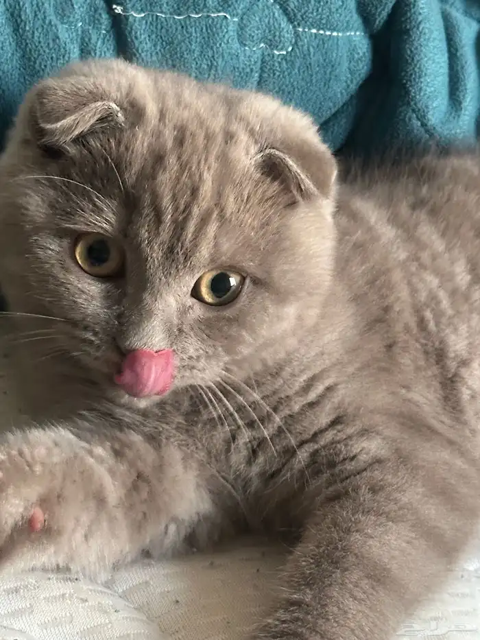 سكوتش فولد للبيع 0