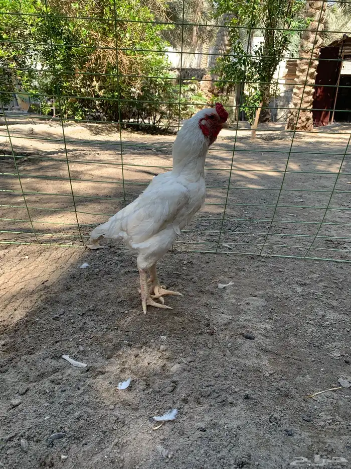 للبيع دجاج زيته فايتر 2