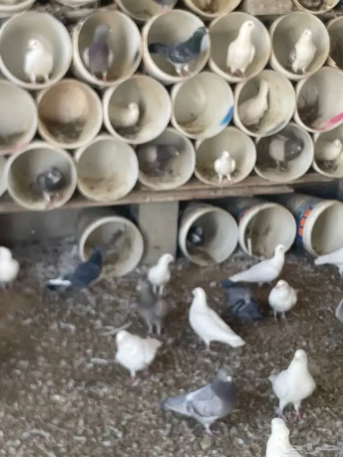 حمام للبيع زاجل وفرنسي حوالي 75جوز يزيد اوينقص 85 منتج 4