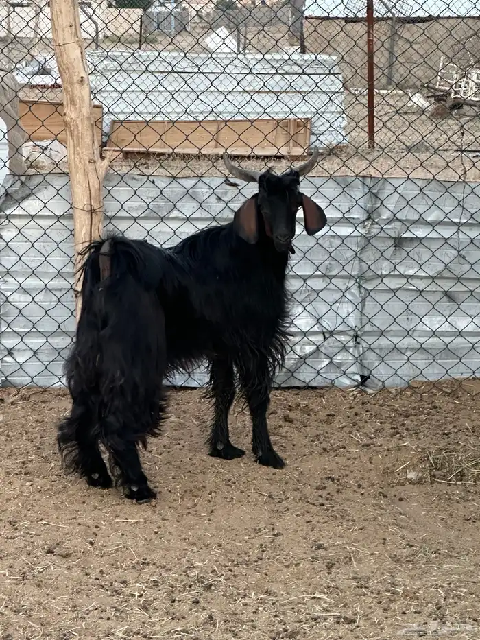 تيس ادغس اقشع حار مشروط 2