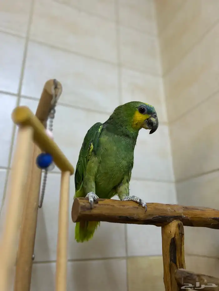 ببغاء امازوني اليف 3