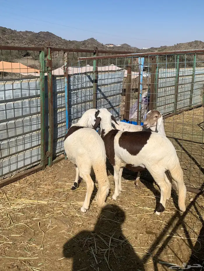 رخال سواكن تيلاد اعمار اربع لخمس شهور 0