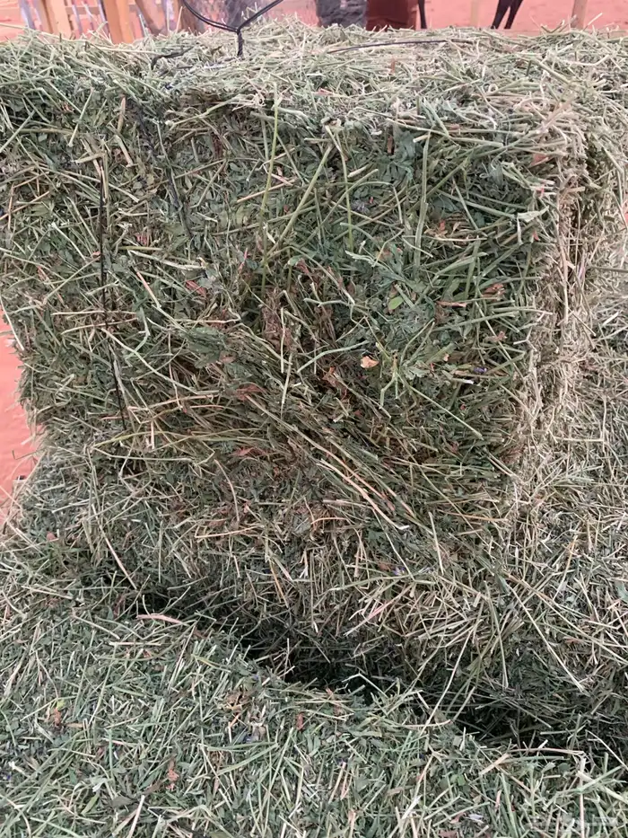 14 رخل نعيمية  جذعات فل شحم 2