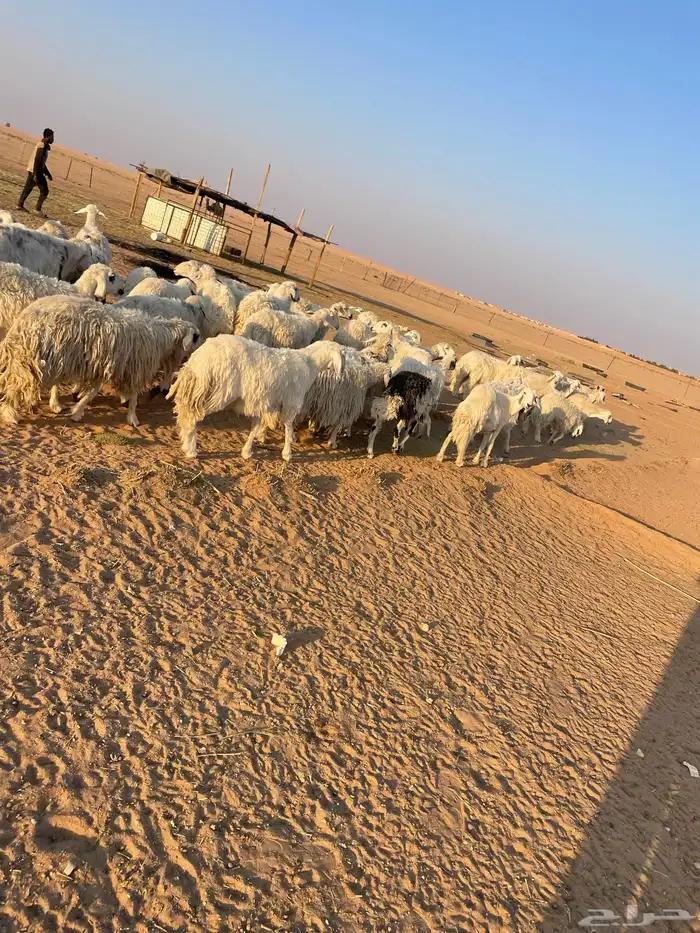 رخال جذعات وثنوات وقليل رباع بفحلها فيها 2 متابيع 4